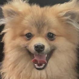 Pomeranians from Buffalo Pomeranians 716