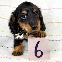 Heidi AKC - Black and tan female Dachshund puppy in South Easton, Massachusetts from Depot Dachsies