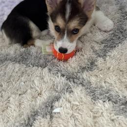 Pembroke Welsh Corgi Puppies from Double C Corgi's