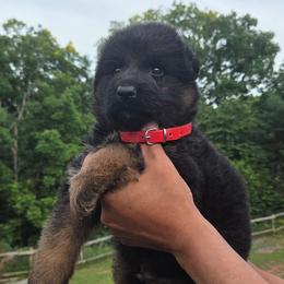 Male Puppy 1 - Black and red male German Shepherd puppy in Pocono Ranch Lands, Pennsylvania from Vom Haus Pharoah German Shepherd