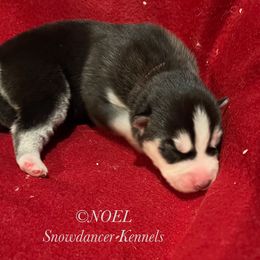 Noel - Siberian Husky puppy from Snowdancer Kennels, Reg