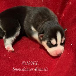 Noel - Siberian Husky puppy from Snowdancer Kennels, Reg