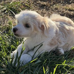 Tiramisu (Misu) - Palomino male Chinese Crested puppy in Springfield, Oregon from Rose’s Chinese Cresteds