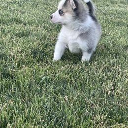 Pomsky Puppies from Promise Land Pomskies