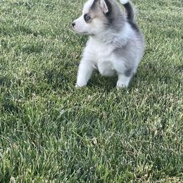 Pomsky Puppies from Promise Land Pomskies