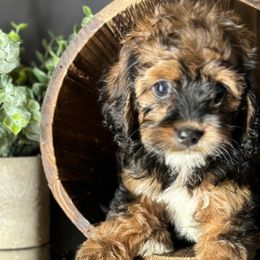 Cavapoos, Cockapoos, Cocker Spaniels, and Goldendoodles from Red Stick Kennels, LLC