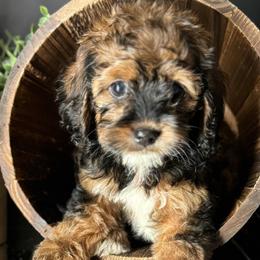 Cavapoos, Cockapoos, Cocker Spaniels, and Goldendoodles from Red Stick Kennels, LLC