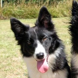 Border Collies from HV Border Collies