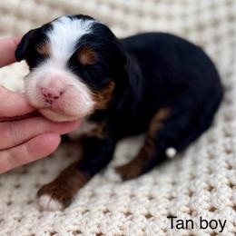 Tan collar boy - Tri-color male Bernedoodle puppy in Colorado Springs, Colorado from Mercy Mountain Bernedoodles
