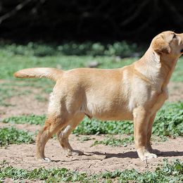Labrador Retriever Puppies from Rycroft Labradors