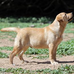 Labrador Retriever Puppies from Rycroft Labradors