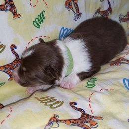 Australian Shepherd Puppies from Purple Tyger Creations