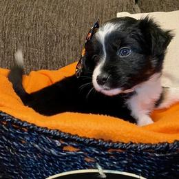 Miniature Australian Shepherd Puppies from Arch Hill Mini Aussies