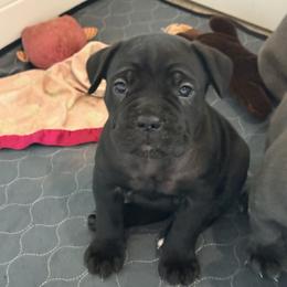 Pink - Black female Cane Corso puppy in Sullivan, Missouri from Midwest Cane Corso in Action