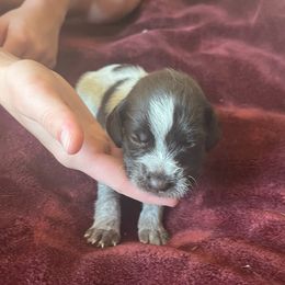 Wirehaired Pointing Griffon Puppies from Hall's TX Griffons
