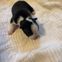 Boy 4 - Black and white male Boston Terrier puppy in Mc Donough, Georgia from Ballard Boston Terriers