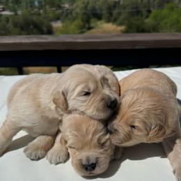 Boy 3 - Light golden male Golden Retriever puppy in San Jacinto, California from Golden Retriever Puppy Bliss