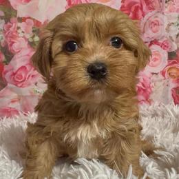 Balsam - Red female Havanese puppy in Clermont, Florida from Country Sweet Havanese and Creative Coaching