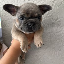 Broccoli - Blue French Bulldog puppy in Tampa, Florida from Triple F Frenchies