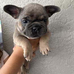 Broccoli - Blue French Bulldog puppy in Tampa, Florida from Triple F Frenchies