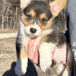 Winston - Black and tan male Pembroke Welsh Corgi puppy in Rolla, Missouri from 4A Corgis