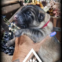 Orion - Sable male German Shepherd puppy in Sequim, Washington from German Shepherd Haus