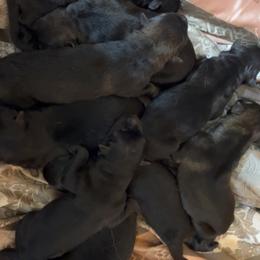Sable - Sable female German Shepherd puppy in Clarkrange, Tennessee from Vom Wolff