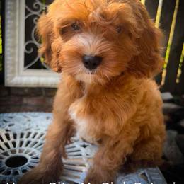 Ms Pink - Red female Cavapoo puppy in Maple Grove, Minnesota from Honey Bit Kennels