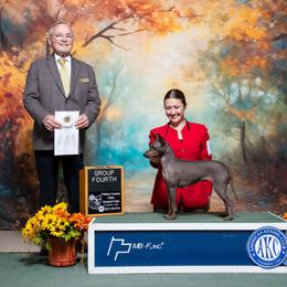 American Hairless Terrier puppies from Black Tie Danes and Sleek Society AHT