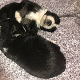 Australian Shepherd Puppies from Powell’s Australian Shepherds