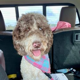 Marley - Goldendoodle
