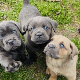 Cane Corso Puppies from Venom Cane Corsos