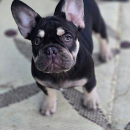 Dale - Black and tan male French Bulldog puppy in East Berlin, Pennsylvania from Stoney Point Frenchies