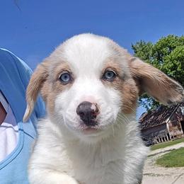 Chase - Brindle merle and white male American Corgi puppy in Walker, Iowa from Double K Corgis