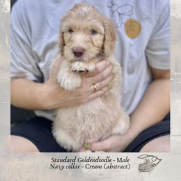 Jig - Apricot male Goldendoodle puppy in Garland, Texas from Twilight Doodles