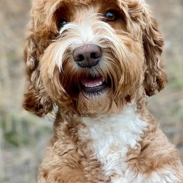 Australian Labradoodles from Red Ridge Labradoodles