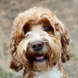 Australian Labradoodles from Red Ridge Labradoodles