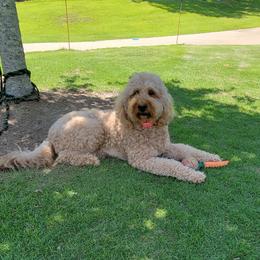 Goldendoodle puppies from Elite Goldendoodles and Bernedoodles