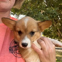 Pembroke Welsh Corgi Puppies from Shells’ Corgis
