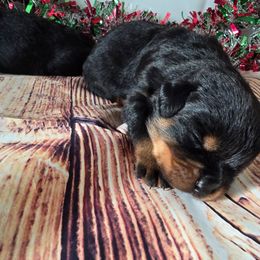 Bernadette - Black and tan female Rottweiler puppy in Peoria, Arizona from Von Diamond Hearts Rottweilers