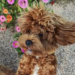 Bevurlee - Cavapoo