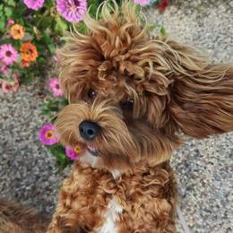 Bevurlee - Cavapoo