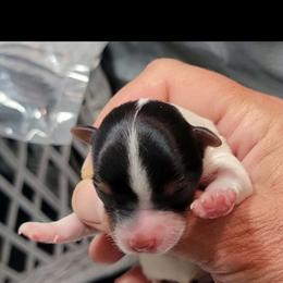 RUE - Black tan and white female Biewer Terrier puppy in Conetoe, North Carolina from Southern Belle's Biewer Terriers & Papillons