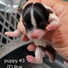 RUE - Black tan and white female Biewer Terrier puppy in Conetoe, North Carolina from Southern Belle's Biewer Terriers & Papillons