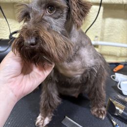 Ginger - Miniature Schnauzer