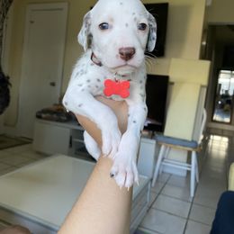 Dalmatian Puppies from Soflo Dalmatians