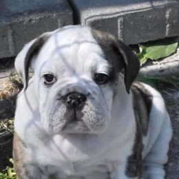 Bulldogs from SourMug Bulldogs