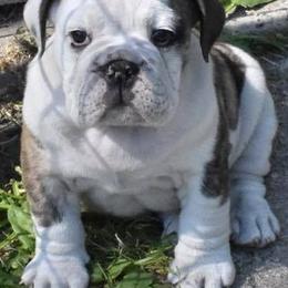Bulldogs from SourMug Bulldogs