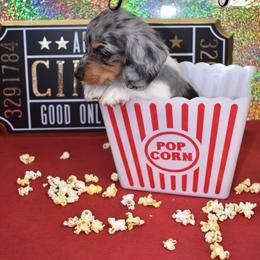 Dachshund Puppies from FleuryDachs