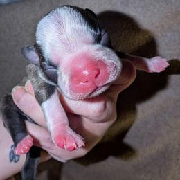 Girl 3 - Black brindle and white female Boston Terrier puppy in Kingsport, Tennessee from Sleepwalker Bostons
